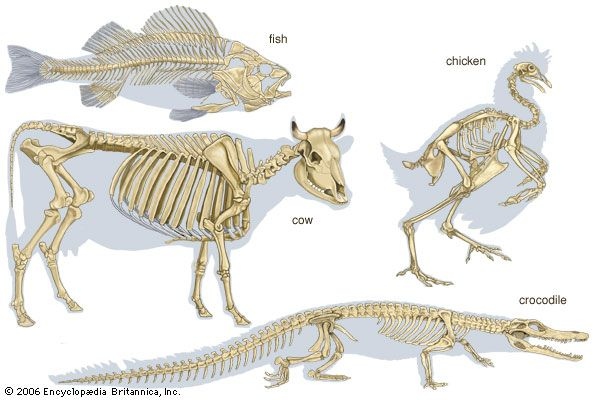 A skeleton is a bony structure that supports and protects the organs of an animal.