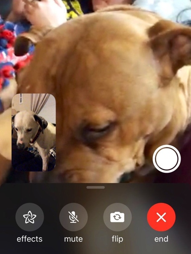 Dogs are one of the most popular pets in the world and make great Facetime companions.