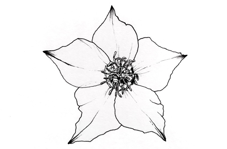 If you want your flower drawings to look their best, be sure to use the right pencil.