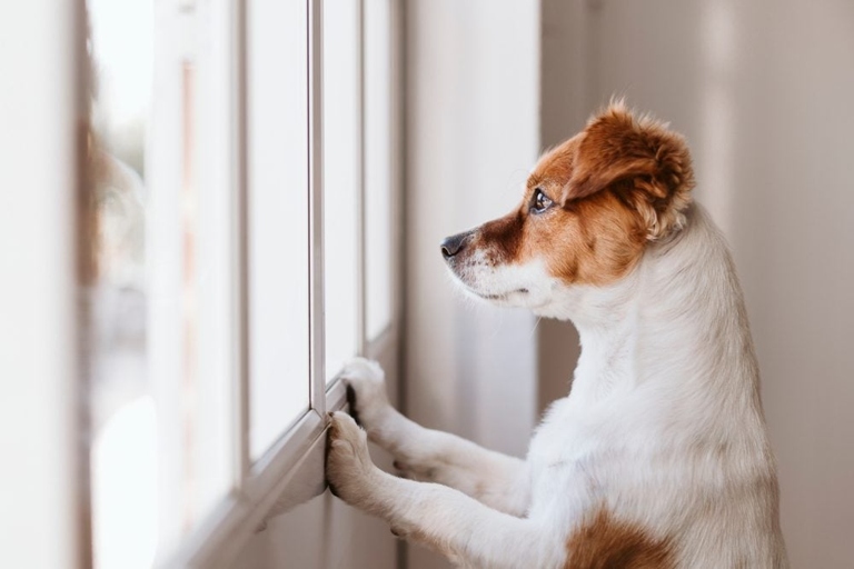 If you're going to be away from home for an extended period of time, it's important to make arrangements for someone to check in on your dog and provide them with basic needs like food, water, and a potty break.