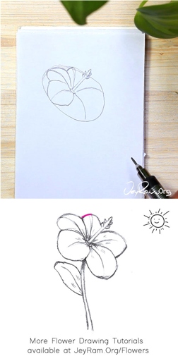 In this easy flower drawing tutorial, we will draw a hibiscus flower.