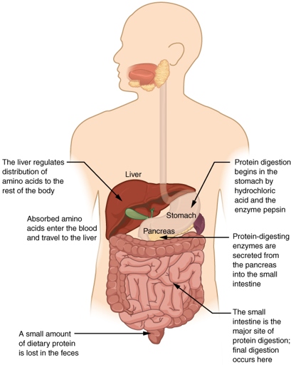 It takes about eight to ten minutes for water to travel from the small intestine to the bladder, where it is then stored until it is full and ready to be expelled.