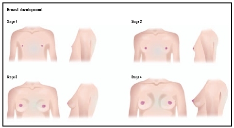 There are four main stages of breast development: Stage 1, Stage 2, Stage 3, and Stage 4.