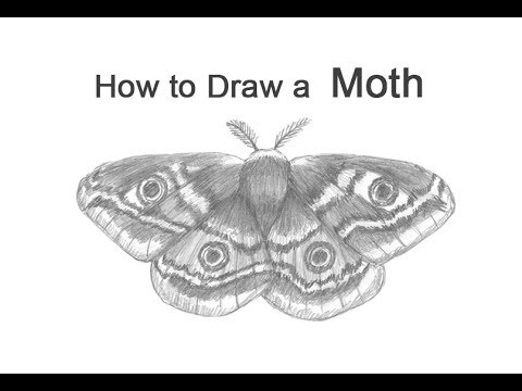 This section will teach you how to draw a moth step by step.