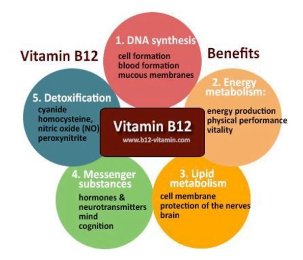 Vitamin B12 is important for the metabolism of every cell in the body.